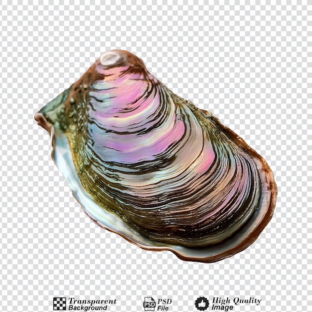 Abalone isolated on transparent background