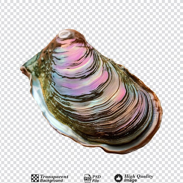 PSD abalone isolated on transparent background