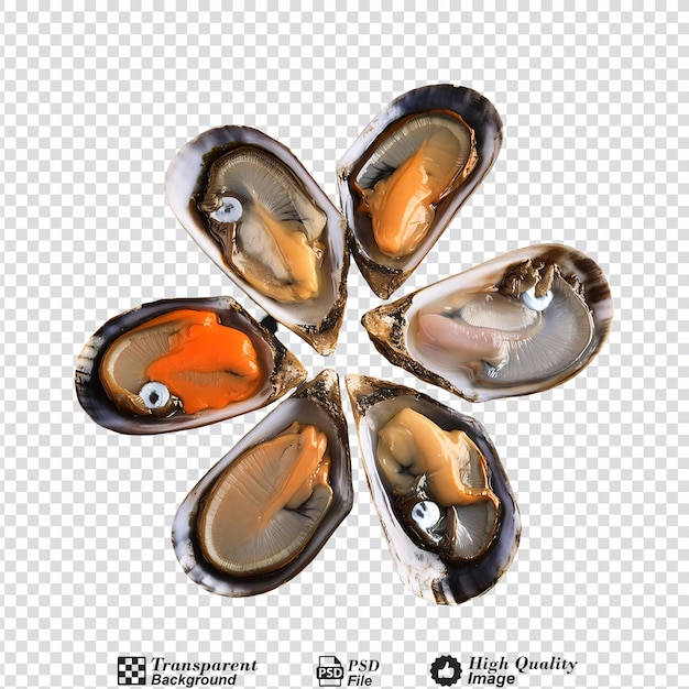 PSD abalone isolated on transparent background