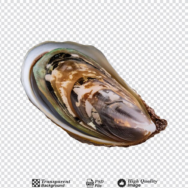 PSD abalone isolated on transparent background