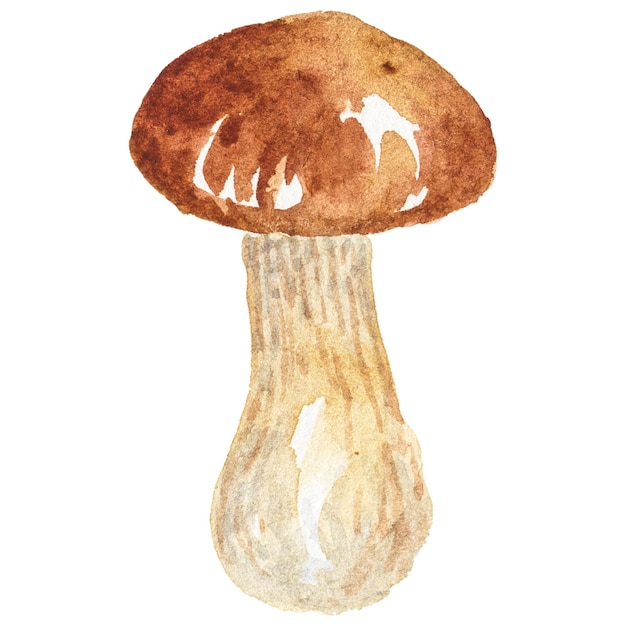 Abstract watercolor illustration of autumn mushrooms Hand drawn nature design elements isolated on white background