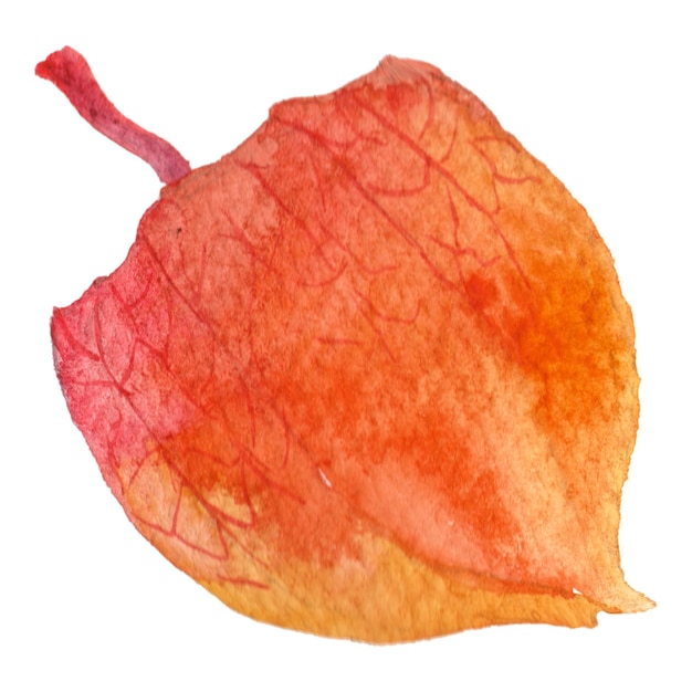 Abstract watercolor illustration of autumn physalis berries Hand drawn nature design elements isolated on white background