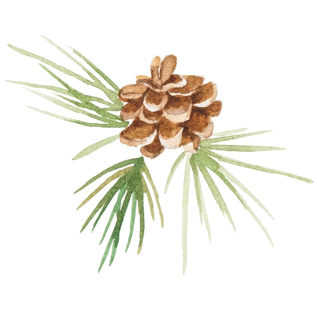 Abstract watercolor illustration of fir cone Hand drawn nature design elements isolated on white background