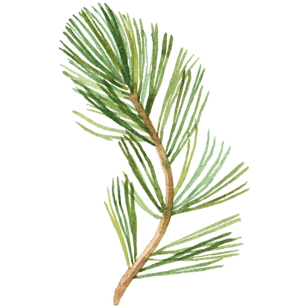 Abstract watercolor illustration of pine needles Hand drawn nature design elements isolated on white background