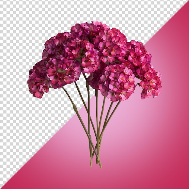 PSD achillea desert eve deep rose flower png