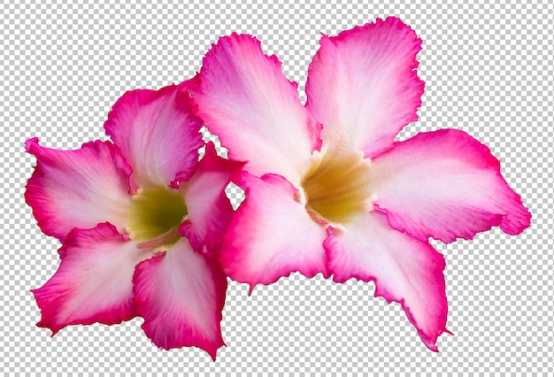 Adenium flowers on isolated transparency background