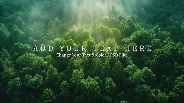 PSD aerial view of a lush forest with sunlight filtering through the trees