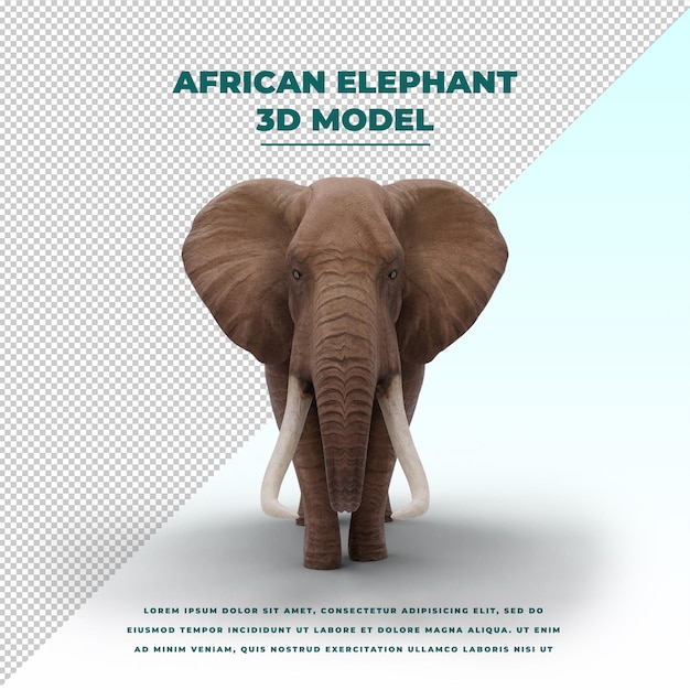 African elephant isolated