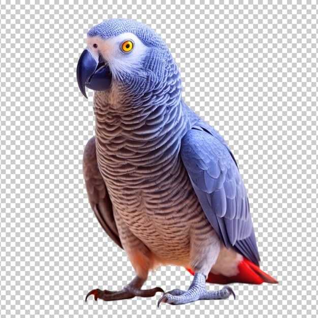 African grey parrot