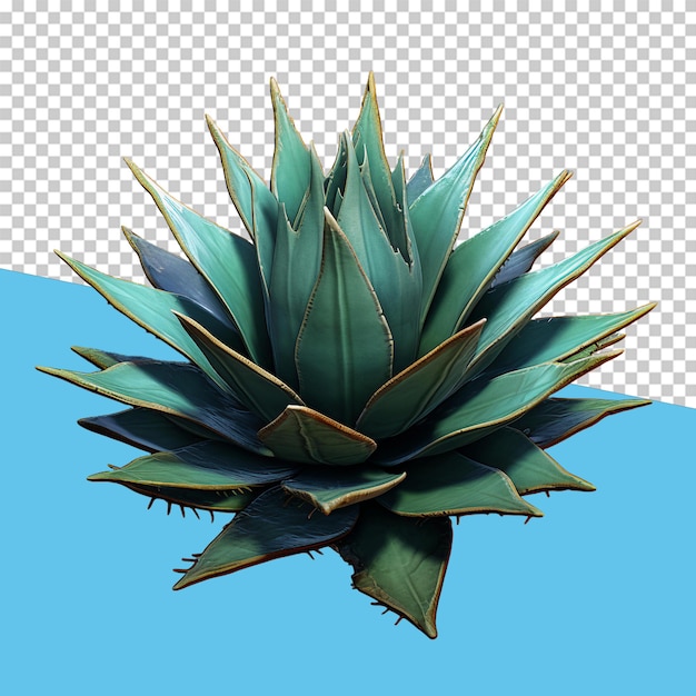 Agave isolated object transparent background