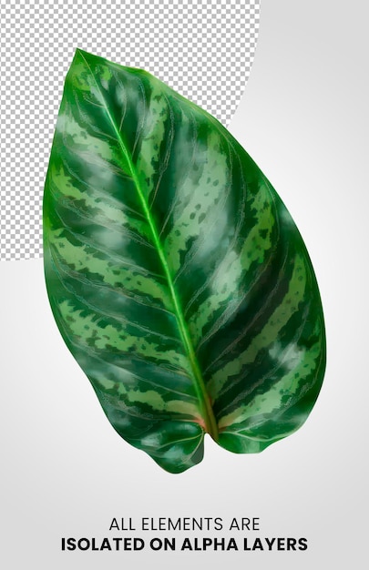 Aglaonema Macrorrhiza Single leaf isolated on alpha layer png