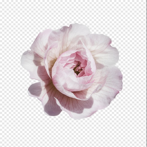 AI generated flower isolated on transparent background