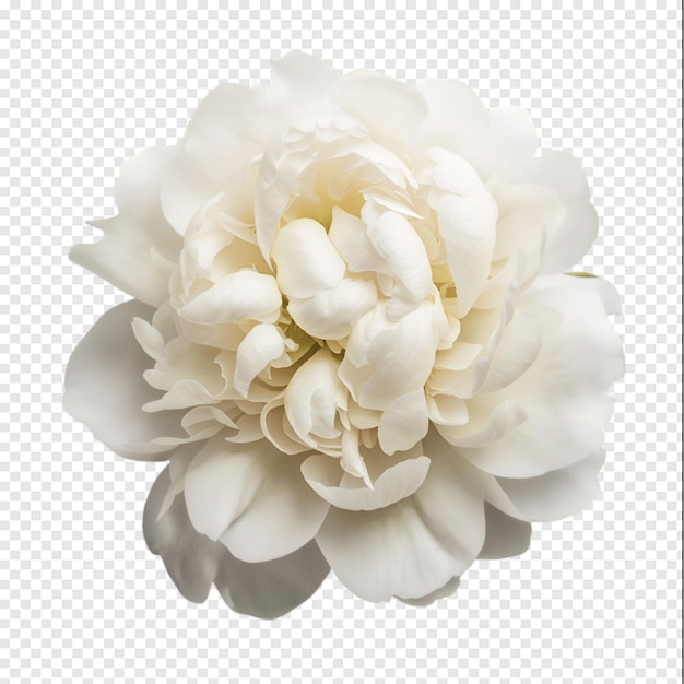 AI generated flower isolated on transparent background