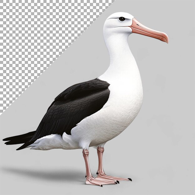 PSD albatross animal on transparent background