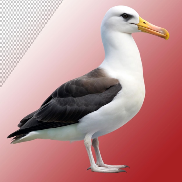 albatross on transparent background