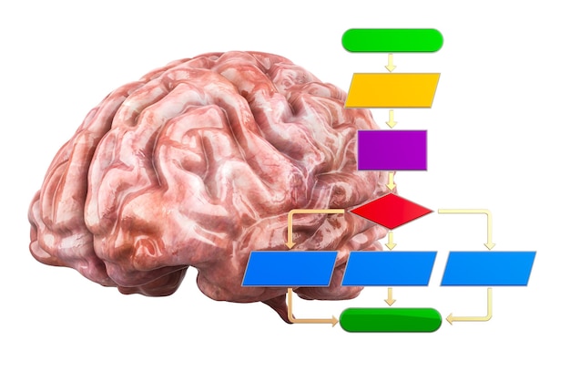 PSD algorithm with human brain 3d rendering isolated on transparent background