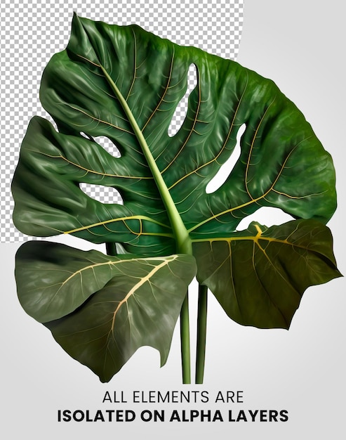 PSD alocasia macrorrhiza single leaf isolated on alpha layer png