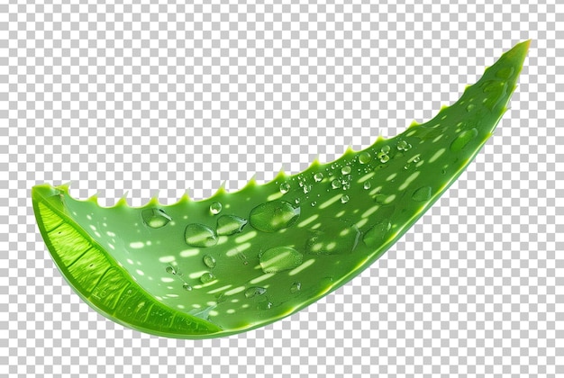 Aloe Vera Leaf Slice Isolated on Transparent Background