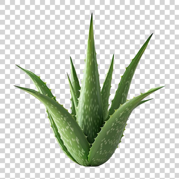 PSD aloe vera plant isolated on transparent background png keywords language