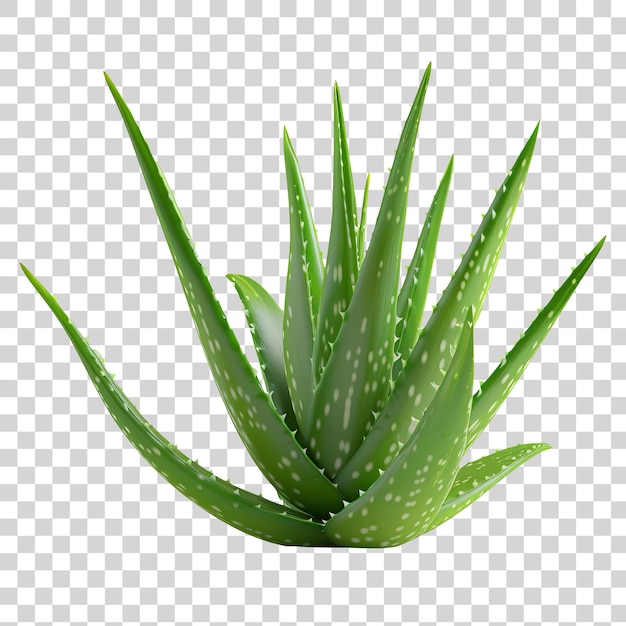 PSD aloe vera plant isolated on transparent background png keywords language