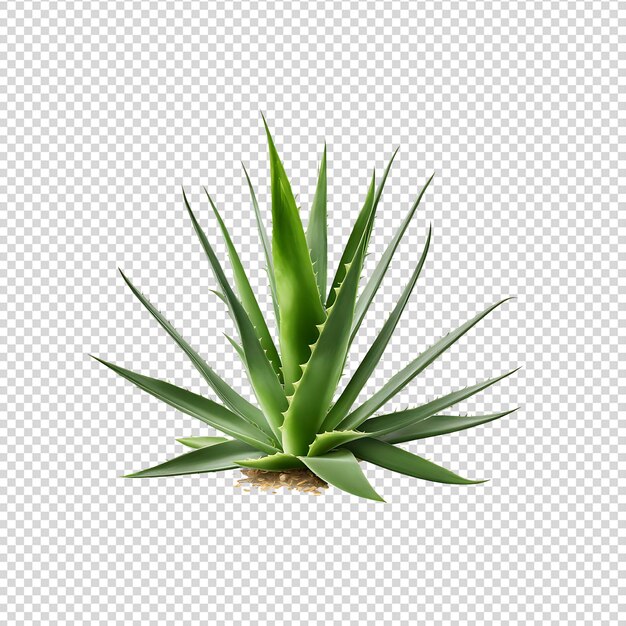 Aloe Vera png background