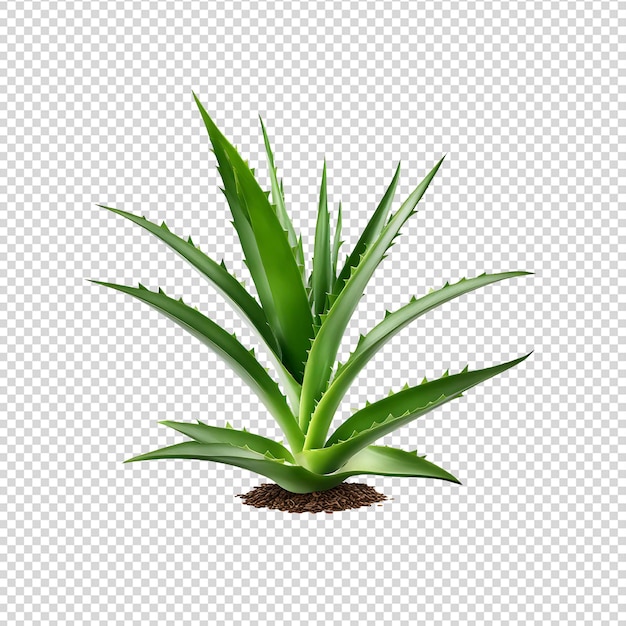 Aloe Vera png background