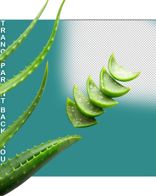 Aloe vera png isolated on transparent background