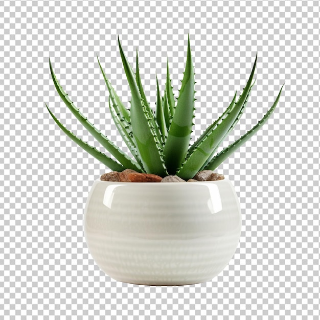 Aloe Vera On Pot isolated on transparent background