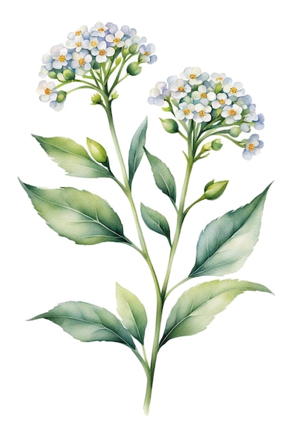 Alyssum flower icon for various purposes