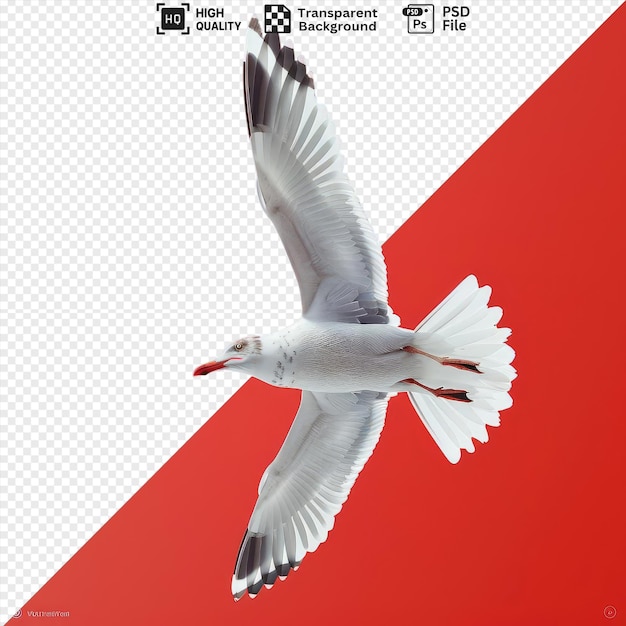 amazing flying seagull png and psd a white bird with a black beak white head and black eye displaying its white wings and tail png