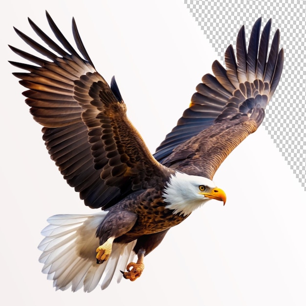 American bald eagle flying on transparent background