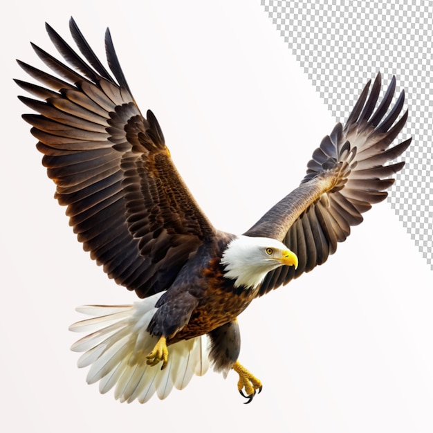 American bald eagle flying on transparent background