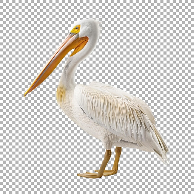 American white pelican Birds on Transparent Background Ai Generated