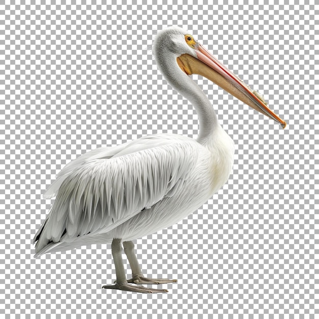 American white pelican Birds on Transparent Background Ai Generated