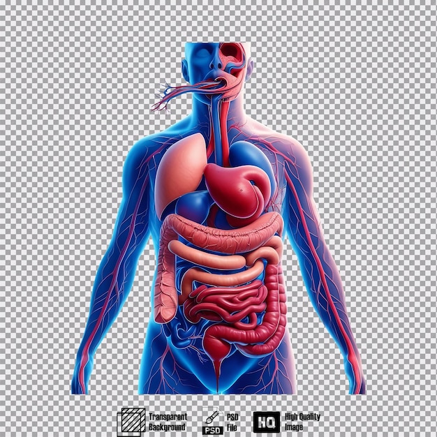 PSD anatomical illustration of the human digestive on transparent background