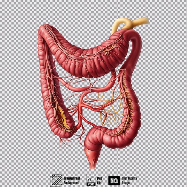 PSD anatomical illustration of the human large intestense on transparent background