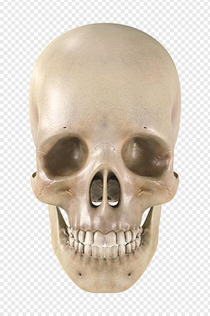 PSD anatomically correct human skull on a transparency background