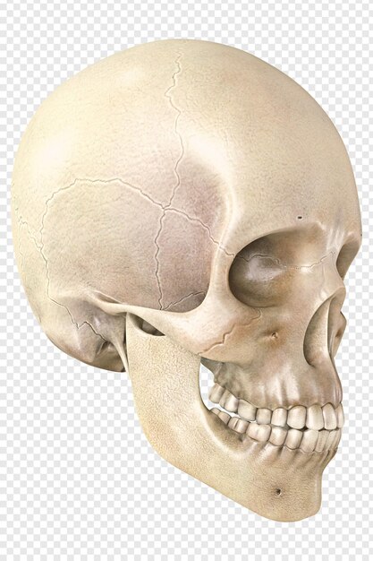 PSD anatomically correct human skull on a transparency background