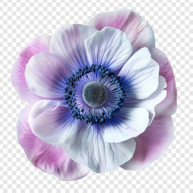 PSD anemone flower top view full length isolate on transparency background