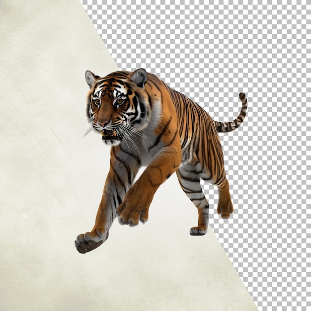 Angry tiger Isolated on transparent background