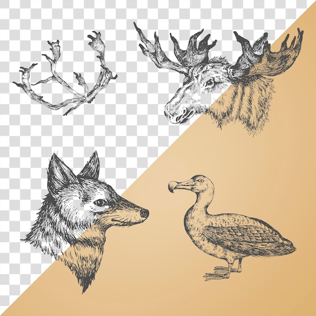 PSD animal drawing social ads template collection transparent png