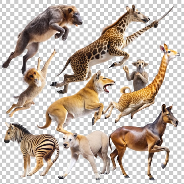 PSD animals on transparent background