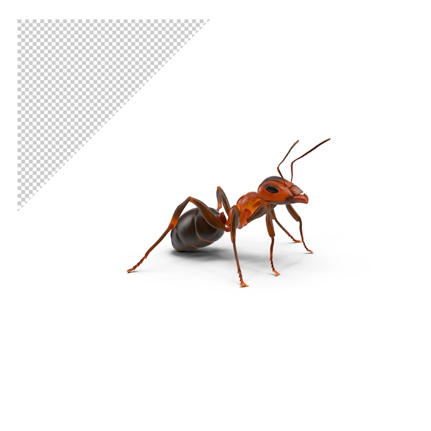 Ant PNG