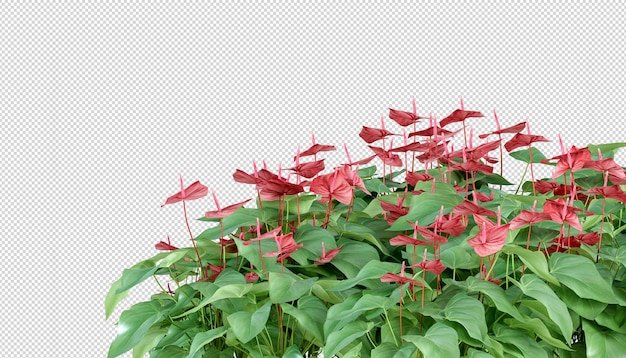 Anthurium plant in 3d rendering isolated