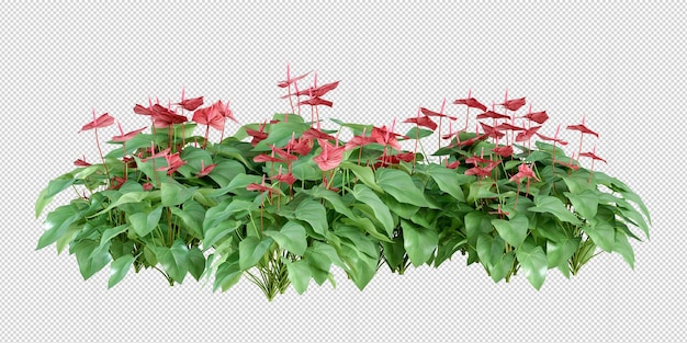 Anthurium plant in 3d rendering isolated