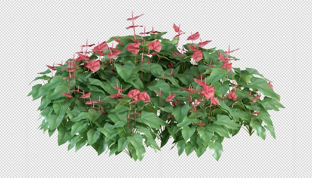 Anthurium plant in 3d rendering isolated