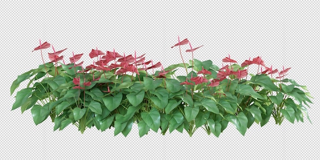 Anthurium plant in 3d rendering isolated