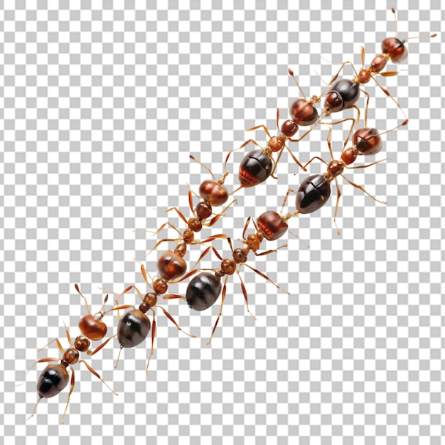 PSD ants on transparent background