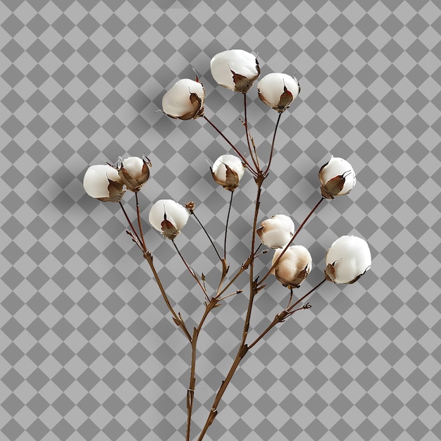 PSD arctic cotton grass branch low growing and tufted with grass isolated branch on clean background