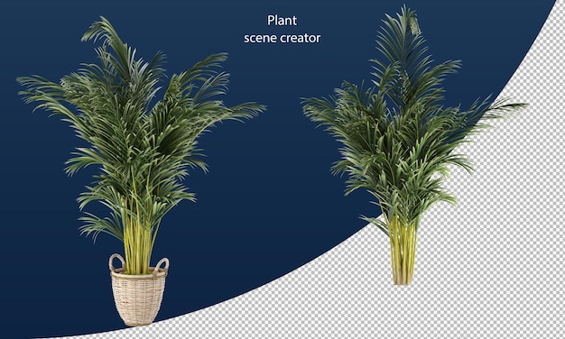 areca palm in pot areca palm rendering isolated